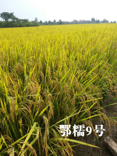 刘良军培养的鄂糯9号.jpg