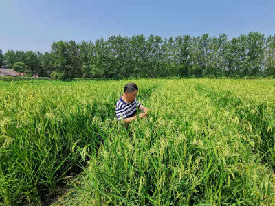 刘在田间选种.jpg