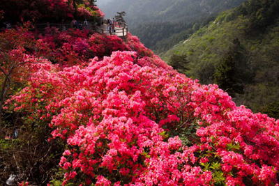 花海.jpg