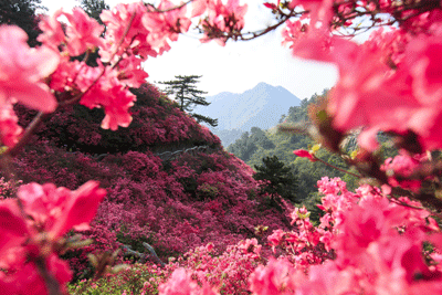 花海.gif