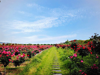 大面积花.gif