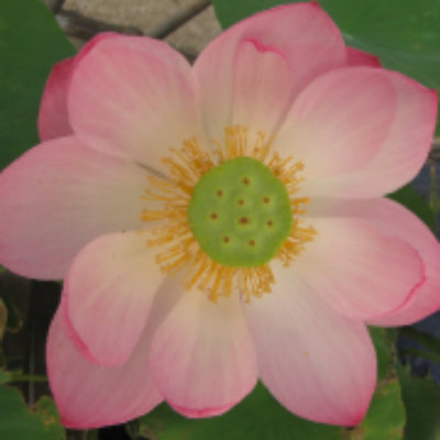 荷花+.jpg