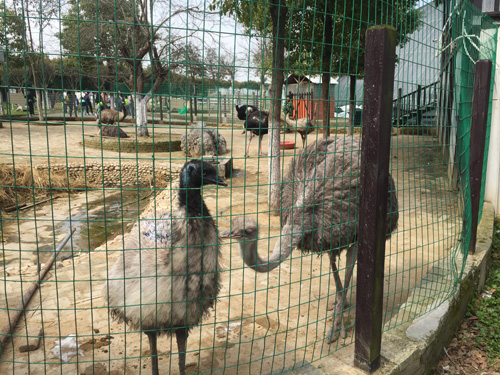 jpg驼鸟.jpg+.jpg
