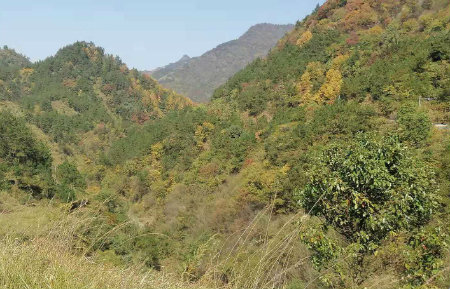 小路杂草.jpg