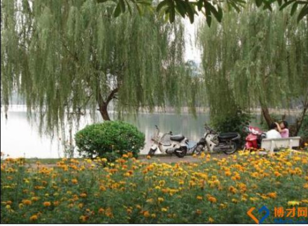 47、河内西湖垂柳丝丝，黄花铺地，.jpg