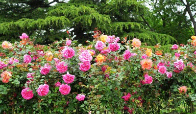 鲜花.gif+.gif