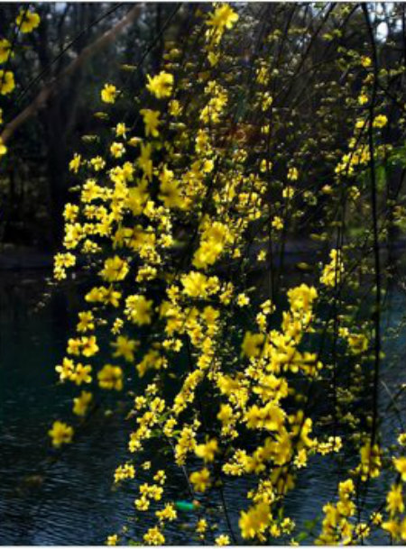 黄花.jpg
