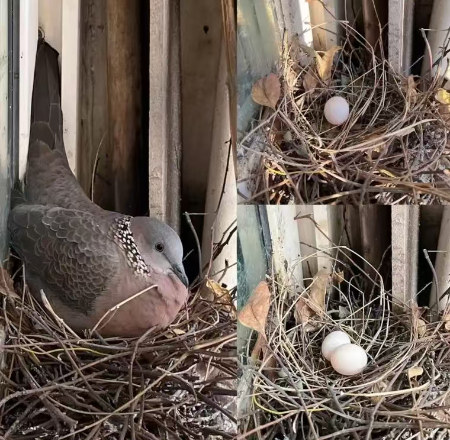 1776071460428573.jpg 0100998ce9823ad1797da20da2a7a9c5.jpg