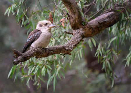 1790771184693078.jpg laughing-kookaburra-9655963_1280.jpg